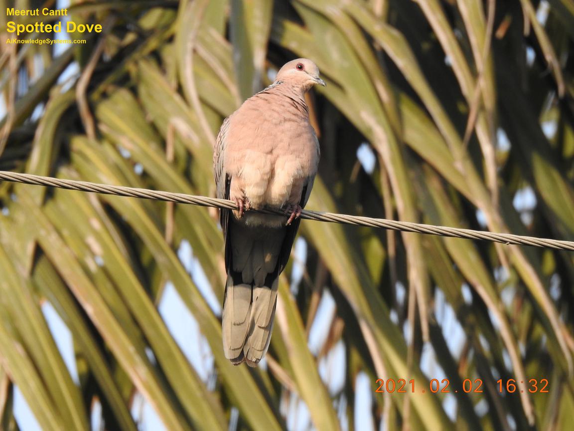 Dove Spotted (31) Coming Soon